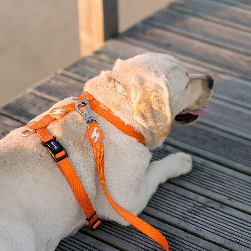 Correa de nylon para perros color Naranja, , large Imagen numero 2