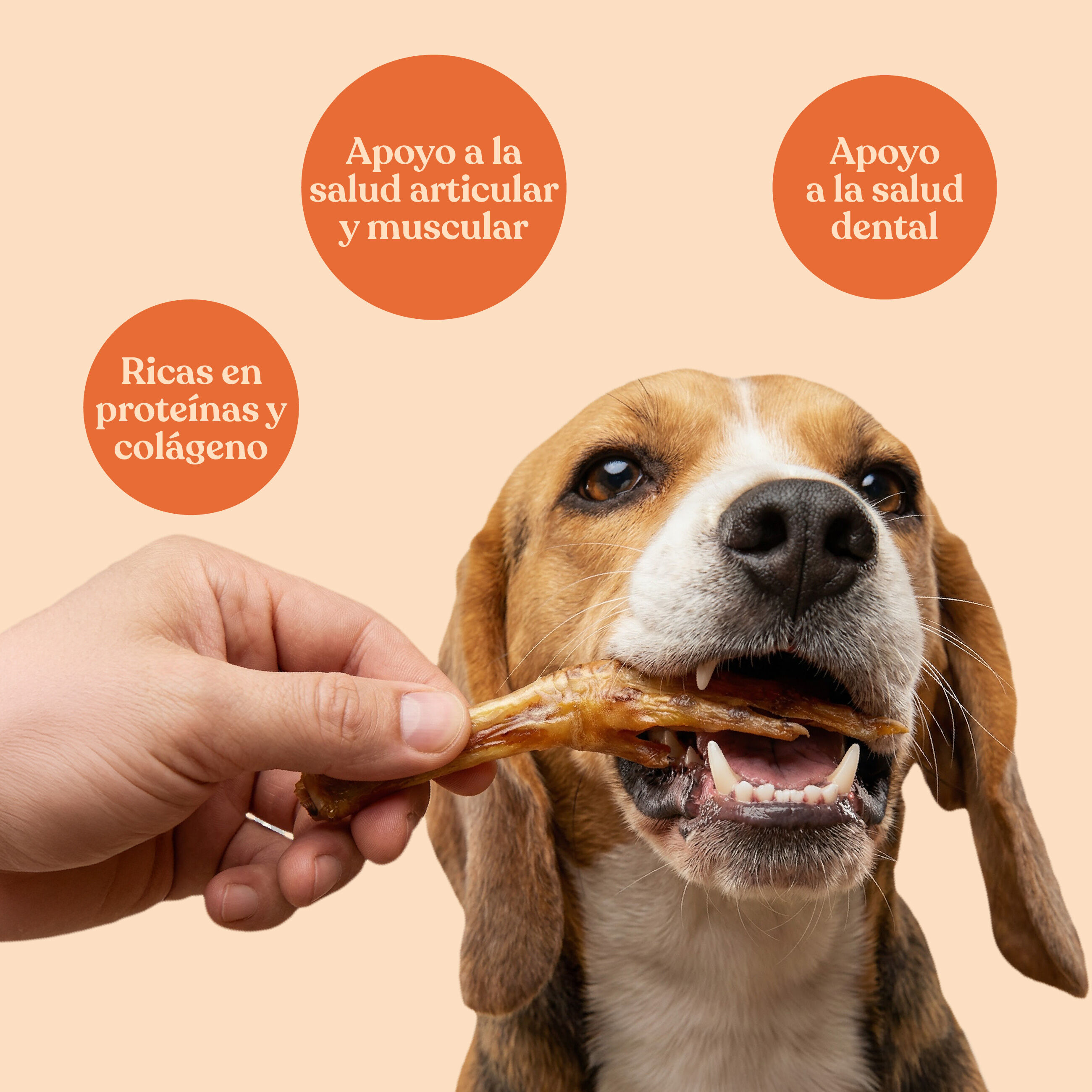 dr.bimix Patas de Pato Naturales para Perros | Snack Natural Rico en Prote&iacute;nas, , large Imagen numero 3