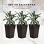 Outsunny Conjunto de 3 Macetas Cuadradas para Plantas Flores 3 Maceteros con Efecto de Símil Ratán para Jardín Terraza Interior y Exterior 36,5x36,5x61 cm Marrón, , large indicador imagen numero 5