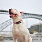 Dashi stripes collar de poliéster rojo y azul para perros, , large image number null