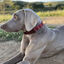Ladran Gaucho Collar Luca de cuero para perros, , large indicador imagen numero 2