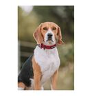 APEX DOG GEAR collar ajustable con cierre metálico negro para perros, , large image number null
