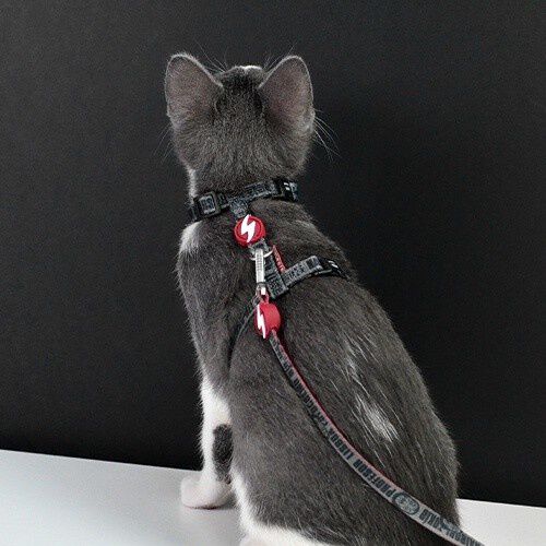 Arn&eacute;s + Correa La Casa de Papel Melted para gatos, , large Imagen numero 3