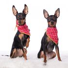 Bandana para perros estampado estrellas color Rojo, , large image number null