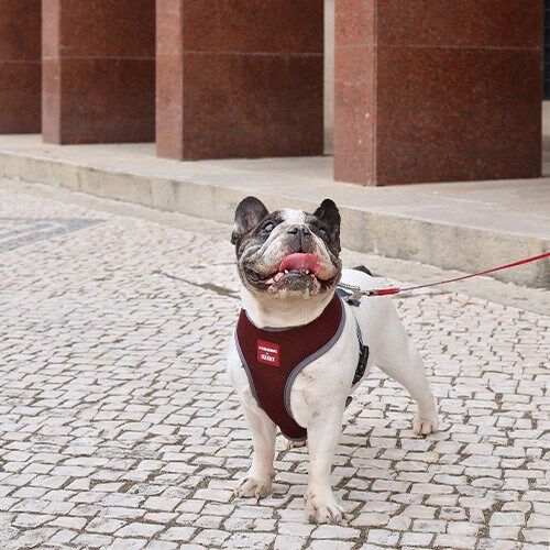 Arn&eacute;s Neo Mesh La Casa de Papel Melted para perros, , large Imagen numero 4