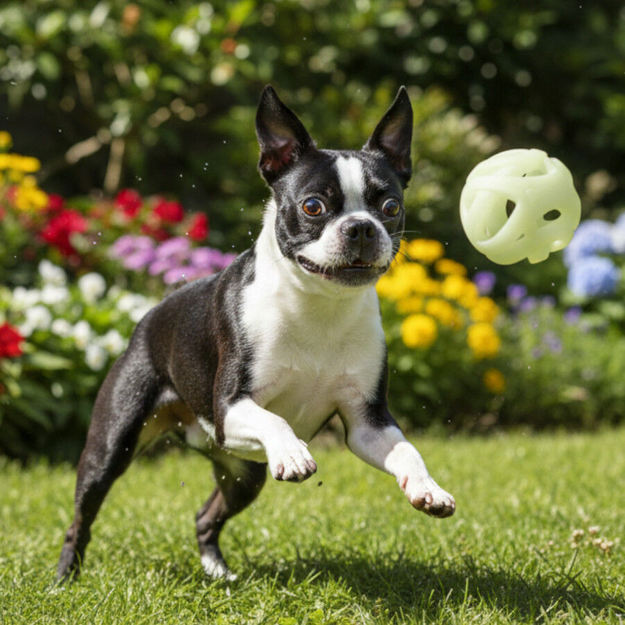 Chuckit! Pelota de Goma Fluorescente para perros, , large Imagen numero 2
