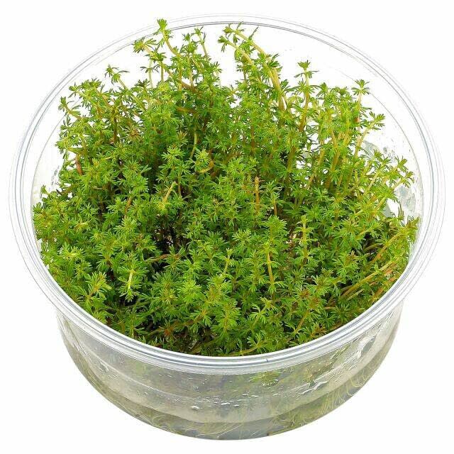 Tropica Iberia planta Myriophyllum Mattogrossense, , large Imagen numero 1