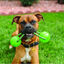 Kong Squeezz Bola con Asa juguete para perros, , large indicador imagen numero 2
