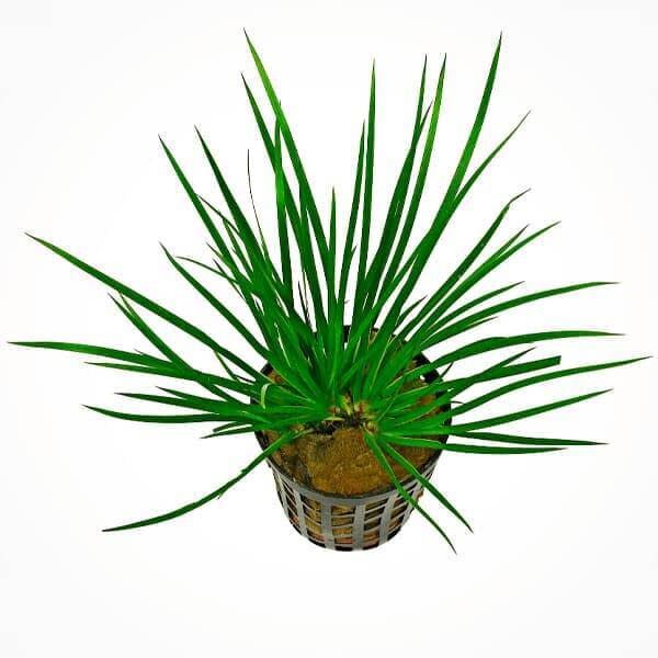 Tropica Iberia planta Acorus Gramineus