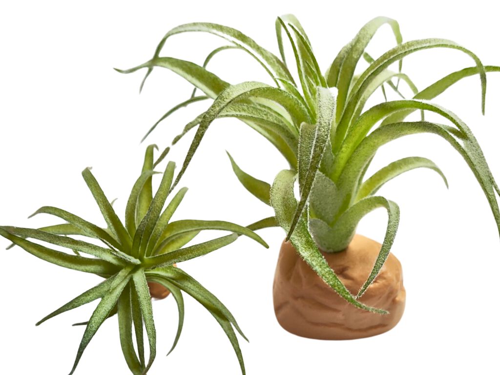 REPTILHÁBITAT PLANTA TILLANDSIA DE DECORACIÓN PARA TERRARIOS