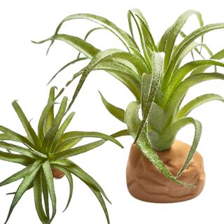 REPTILHÁBITAT PLANTA TILLANDSIA DE DECORACIÓN PARA TERRARIOS