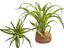 Planta Tillandsia de decoración para terrarios, , large indicador imagen numero 1