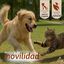 KOWI MOVE COMPRIMIDOS 120 COMPR., , large indicador imagen numero 2