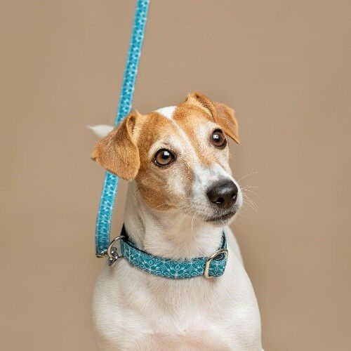 Baona correa guanabara de nylon reciclado verde para perros, , large Imagen numero 2