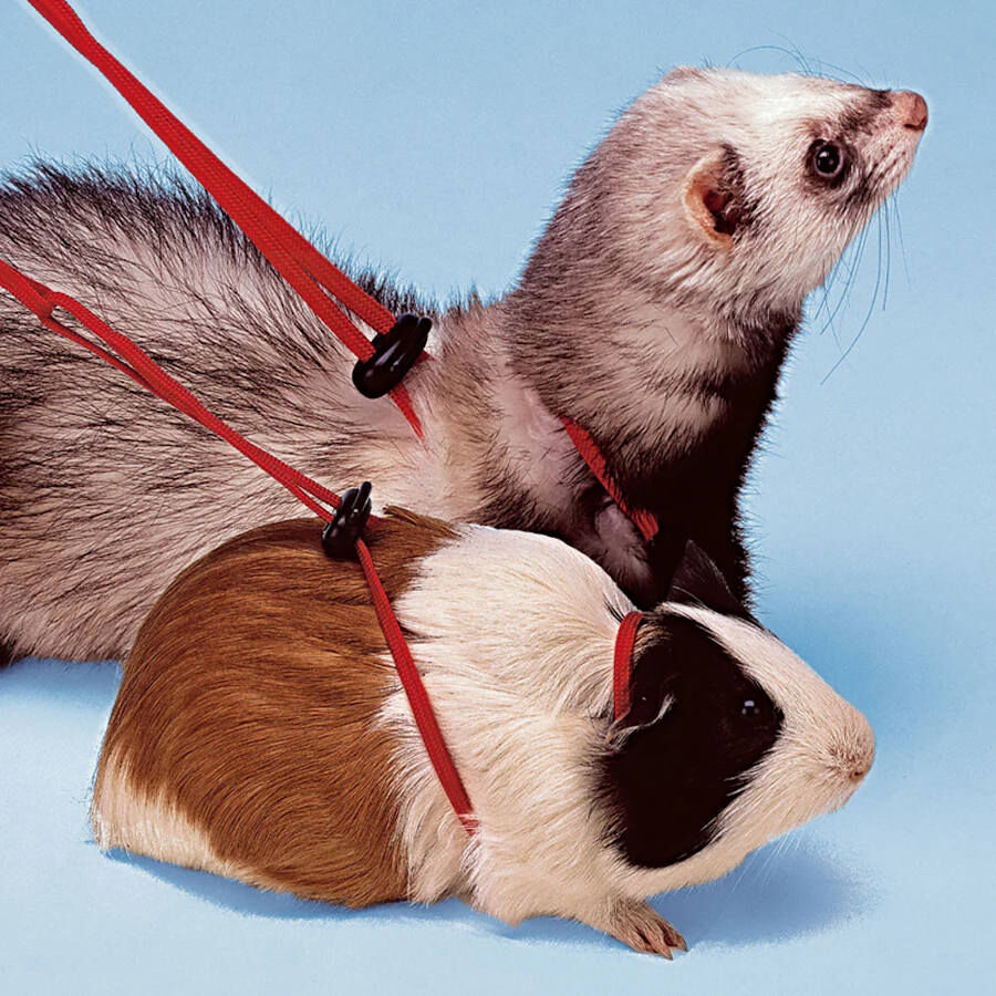 Ferplast NY Rod arnés para conejillos de Indias thumbnail