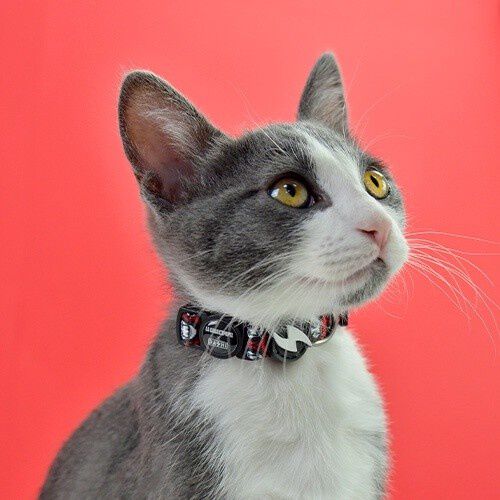 Collar La Casa de Papel Dal&iacute; para gatos, , large Imagen numero 2
