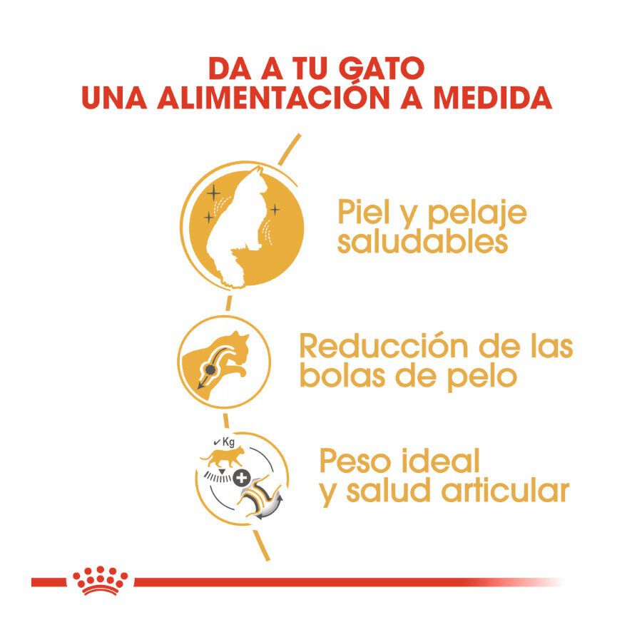 Royal Canin Adult Norwegian Forest pienso para gatos thumbnail