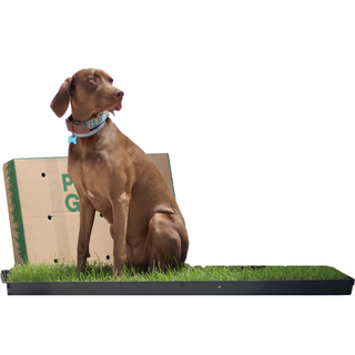 Petground Empapador Cama para perros Alfombra Olfativa