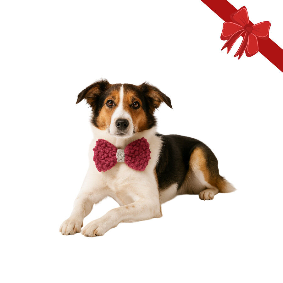 Wonder Christmas Pajarita Navide&ntilde;a Roja para perros, , large Imagen numero 1