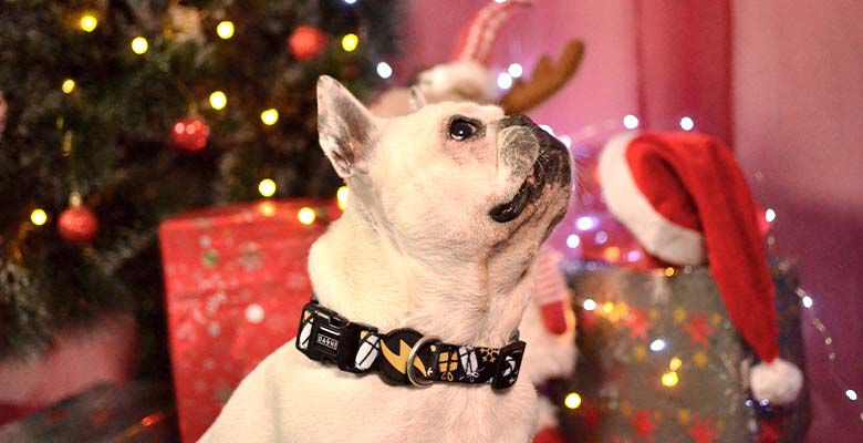 Dashi spark collar de poli&eacute;ster multicolor para perros, , large Imagen numero 3