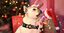 Dashi spark collar de poliéster multicolor para perros, , large indicador imagen numero 3