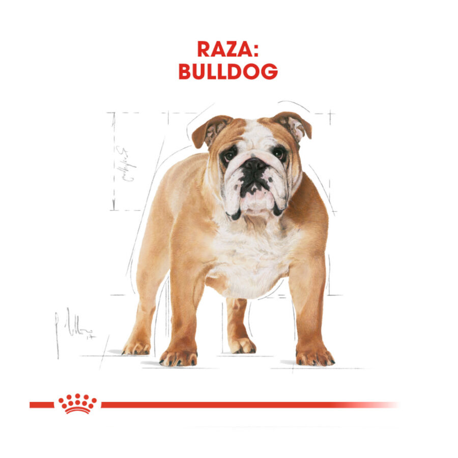 Royal Canin Adult Bulldog pienso para perros thumbnail