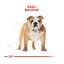 12 kg Royal Canin Adult Bulldog pienso para perros, , large indicador imagen numero 4