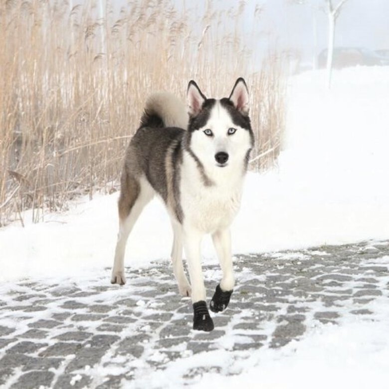 Trixie walk active botines de goma negro para perros, , large image number null