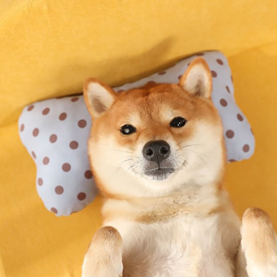 Cama Queen Premium para mascotas, , large Imagen numero 3