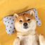 Cama Queen Premium para mascotas, , large indicador imagen numero 3