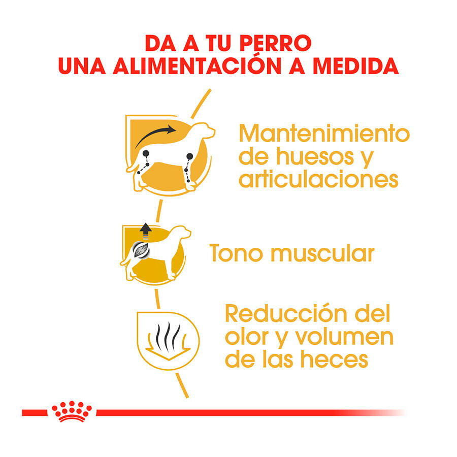 Royal Canin Adult Dachshund pienso para perros thumbnail