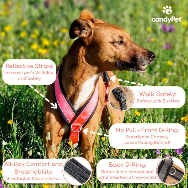 Arn&eacute;s Reflectante Anti-Tirones en Forma "Y"- Ideal para Lebreles: Galgo Italiano, Whippet, Galgo, Podenco - Seguro, Transpirable y Duradero - Perfecto para Caminar, Entrenar y Correr - ROSA, XXL, , large Imagen numero 19