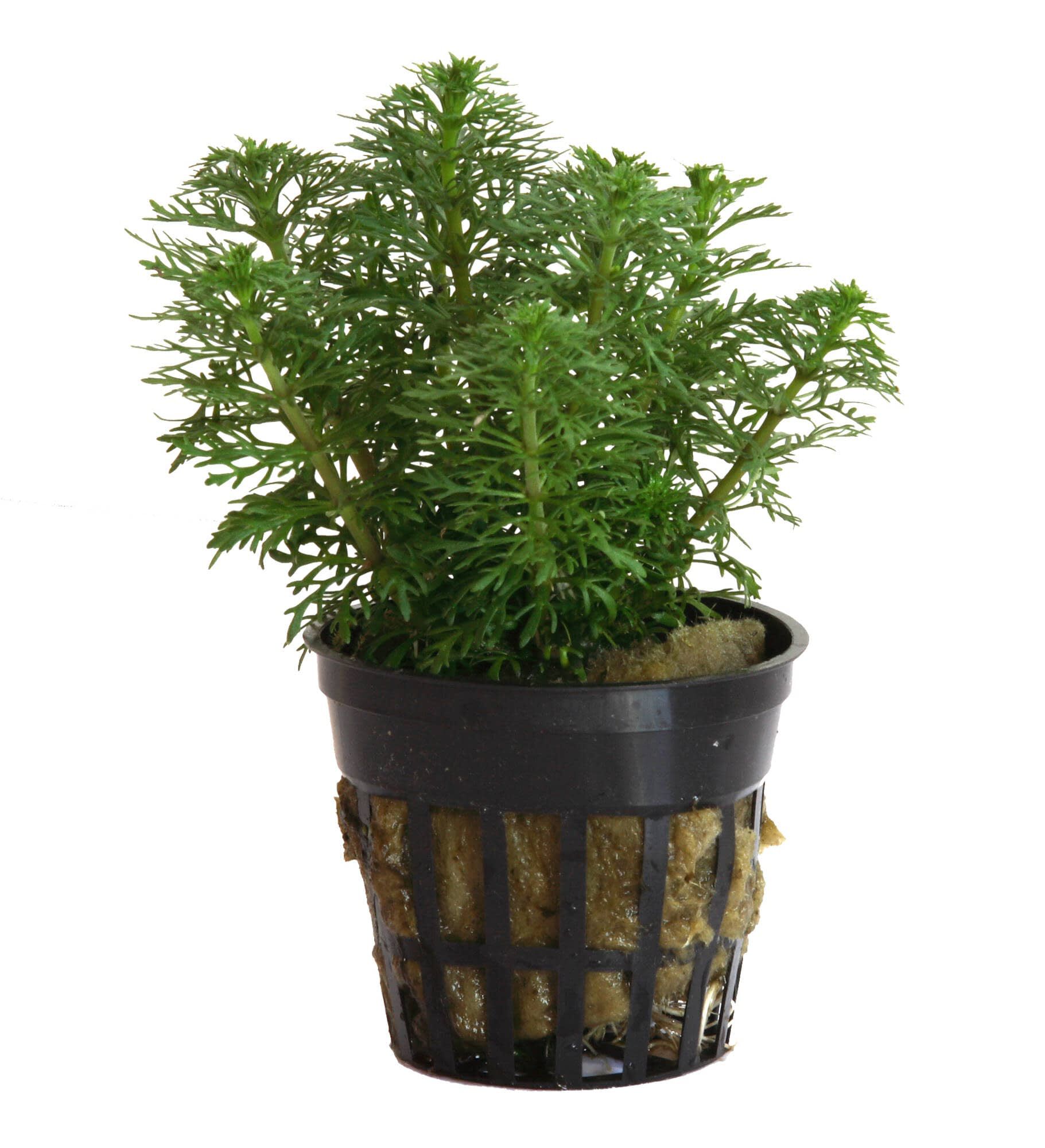 Tropica Iberia Planta Limnophylla Sessiflora 'Ambulia'