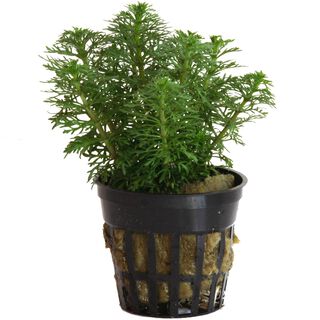 Tropica Iberia Planta Limnophylla Sessiflora 'Ambulia'