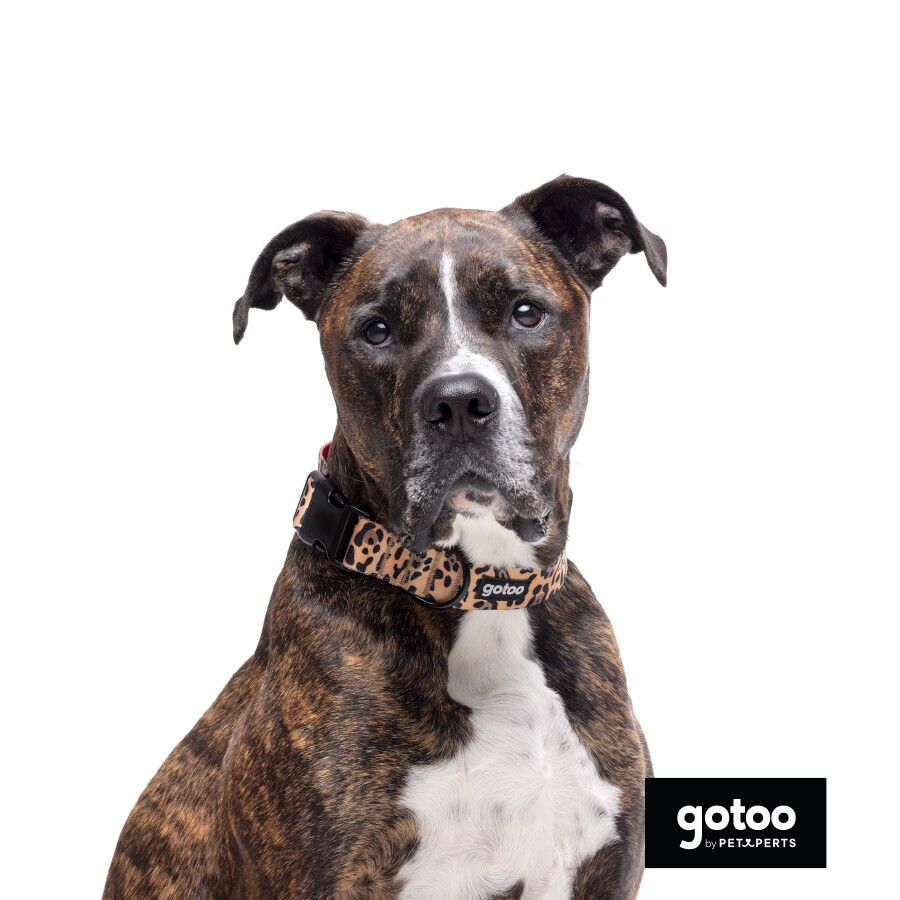 Gotoo Collar estampado leopardo para perros thumbnail