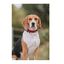 APEX DOG GEAR collar ajustable con cierre metálico azul para perros, , large indicador imagen numero 4