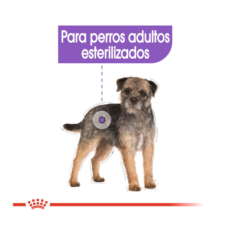 Royal Canin Sterilised Mini pienso para perros, , large image number null