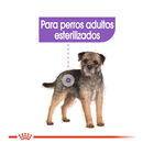 Royal Canin Sterilised Mini pienso para perros, , large image number null