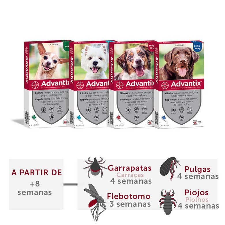 Definición pastel Trascender Advantix Pipetas triple protección antiparasitaria para perros | Tiendanimal