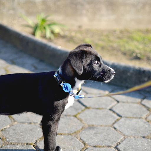 Collar Nebula para perros color Multicolor, , large Imagen numero 3