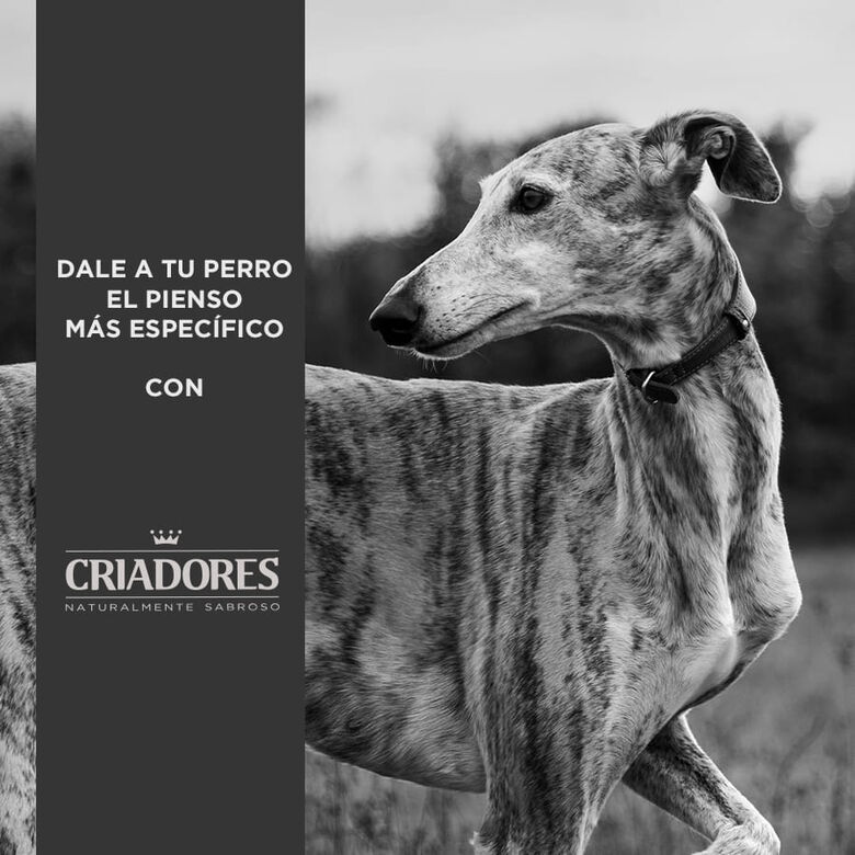 Criadores Adulto Pollo y Arroz pienso para perros de raza mediana thumbnail