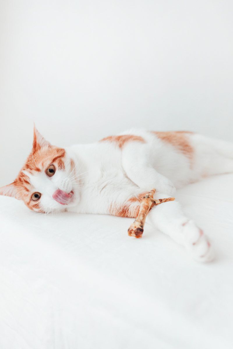 BIMORDISCOS Patas de pollo para perros y gatos, , large Imagen numero 3