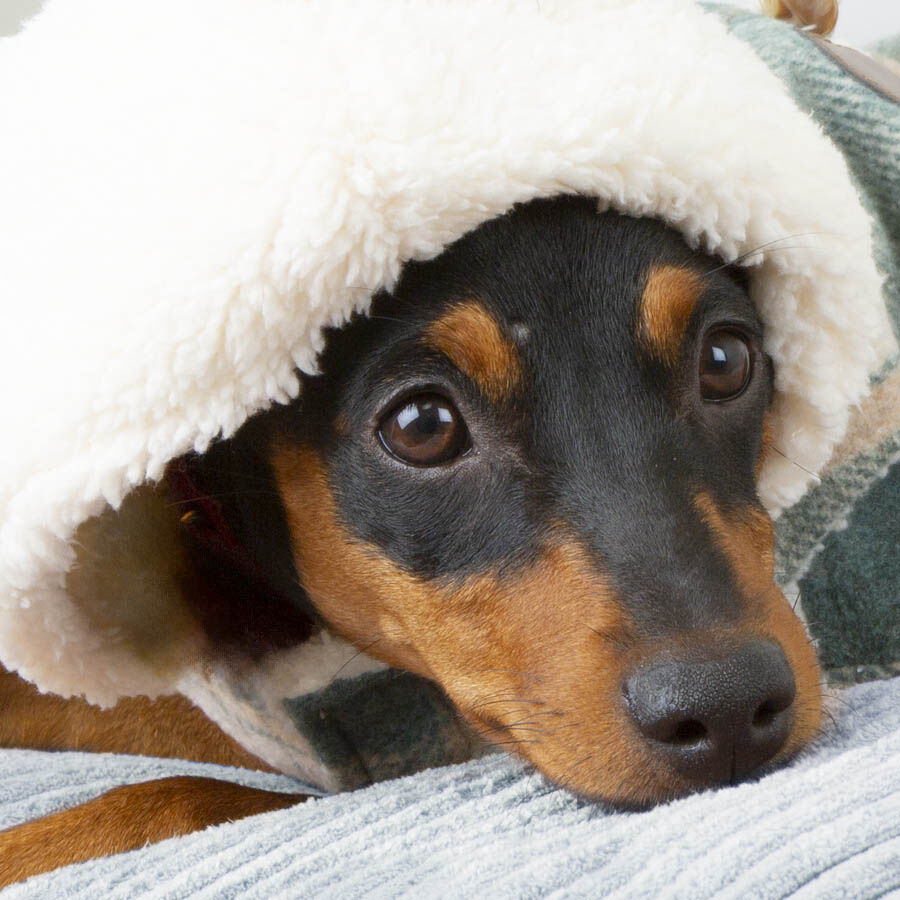 Outech Trenca Azul para perros, , large Imagen numero 4