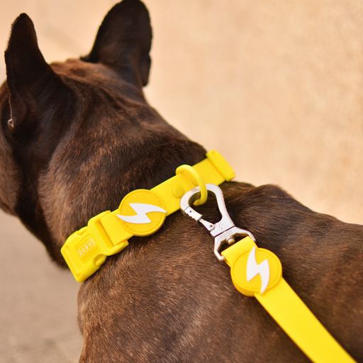 Dashi colorflex collar de TPU amarillo para perros, , large Imagen numero 3