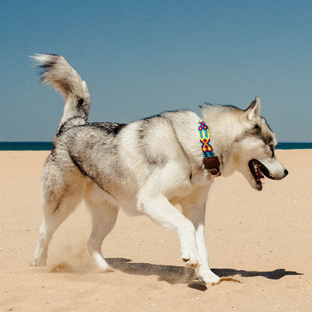 Ladran Gaucho Collar Frijol para perros, , large Imagen numero 2