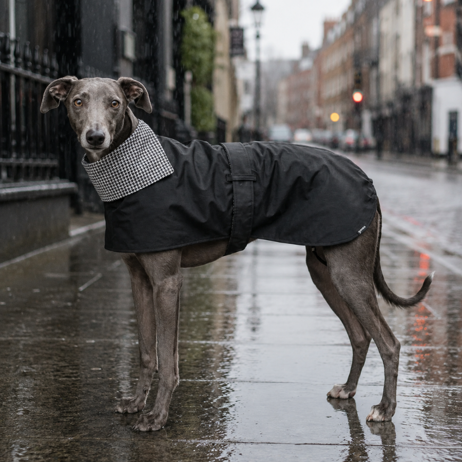 Gotoo Abrigo Gabardina para galgos, , large Imagen numero 1