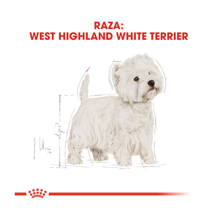 3 kg Royal Canin Adult White Terrier West Highland pienso para perros, , large Imagen numero 3