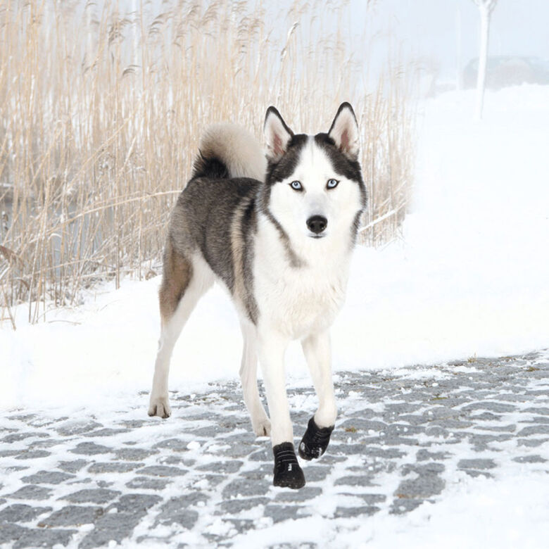Trixie Botas Protectoras Walker Active negro para perros thumbnail