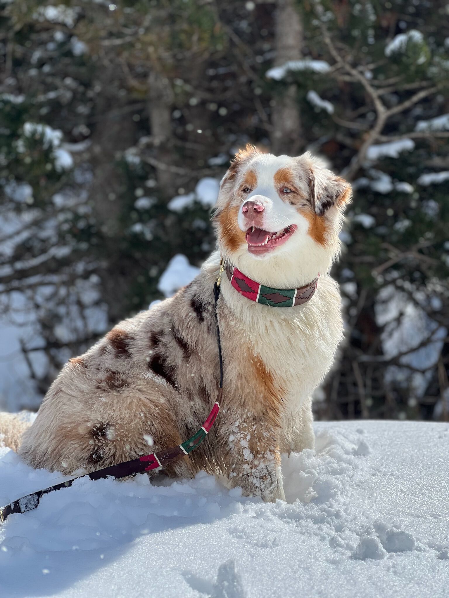 CORREA PAMPA - LARGA O EST&Aacute;NDAR, , large Imagen numero 2