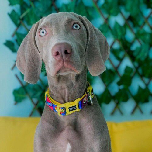 Collar C&oacute;mic para perros color Amarillo, , large Imagen numero 4